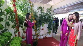 VIDEO: Du khách thăm vườn rau, hoa công nghệ cao giữa phố Đà Lạt