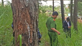 Hàng chục cây thông bị “đầu độc” ở Đà Lạt