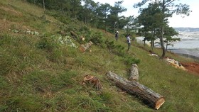 Thuê người cưa thông, lấn hơn 1.200m² đất rừng ở Đà Lạt