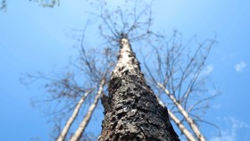 Xử lý trách nhiệm hàng loạt tập thể, cá nhân để xảy ra các vụ phá rừng lớn tại Lâm Đồng