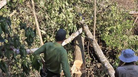 Bắt quả tang 3 đối tượng phá rừng ở Đà Lạt