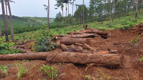 Lâm Đồng: Liên tục phát hiện gỗ thông bị chôn dưới vườn cà phê