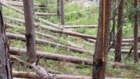 Rừng thông tại Lâm Đồng tiếp tục bị đốn hạ hàng loạt