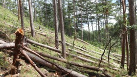 Rừng thông cổ thụ bị cưa hạ nằm la liệt tại tiểu khu 132, xã Đạ Sar, huyện Lạc Dương (Lâm Đồng). Ảnh: ĐOÀN KIÊN
