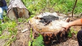 Khẩn trương điều tra vụ cưa hạ hàng loạt rừng thông cổ thụ ở Lâm Đồng