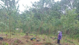 Đà Lạt: Bắt quả tang nhóm người trồng 200 cây mai anh đào lấn chiếm đất rừng