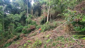 Tỉnh Lâm Đồng chỉ đạo điều vụ phá rừng đặc dụng ở Đà Lạt