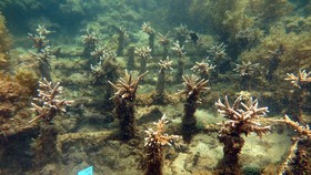 Trồng, phục hồi rạn san hô trên vịnh Nha Trang