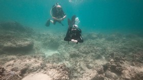 Nha Trang tìm cách phục hồi rạn san hô chết ở biển Hòn Mun