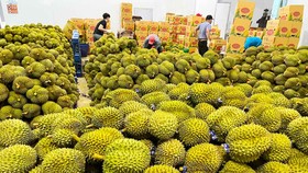 Lâm Đồng lần đầu xuất khẩu chính ngạch hơn 70 tấn sầu riêng sang Trung Quốc