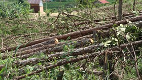 Hàng trăm cây thông bị “cưa trắng” ở Lâm Đồng