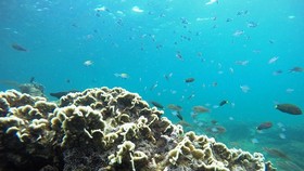 Khu bảo tồn biển Hòn Cau trước nguy cơ bị biến thành nơi xả thải bùn thải từ dự án nhiệt điện than