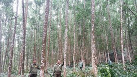 Bộ NN-PTNT đề nghị người dân trồng rừng gỗ lớn