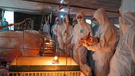 Bộ NN-PTNT báo cáo Thủ tướng về nhập khẩu thịt heo