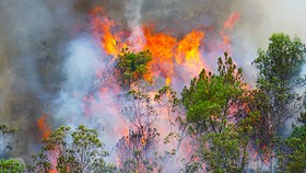 Điều tra nguyên nhân, xử lý đối tượng làm cháy rừng