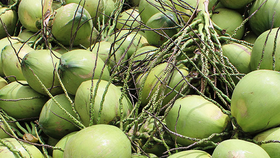 Giá trái cây rẻ “giật mình“: dừa xiêm 60.000 đồng/chục, nhãn lồng 7.000-8.000 đồng/kg