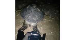 Bảo vệ thành công con rùa biển dài hơn 1m lên bờ đẻ 108 trứng
