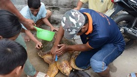 Đội cứu hộ đã giải cứu thành công con rùa biển đưa về biển an toàn.