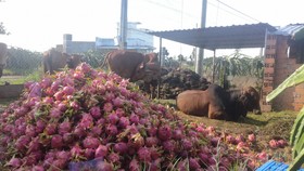 Thanh long không bán được, người dân Bình Thuận đổ cho gia súc ăn