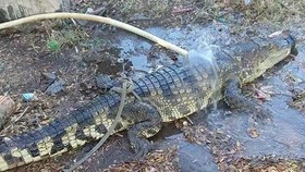 Hãi hùng phát hiện cá sấu dài gần 2m rơi trên Quốc lộ 1A