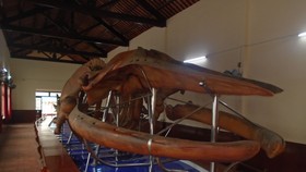Bộ xương cá voi lớn nhất Đông Nam Á.