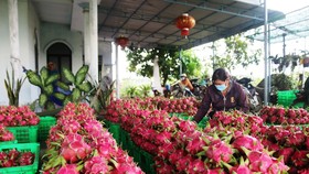 Các cơ sở, doanh nghiệp kinh doanh, xuất khẩu thanh long ở tỉnh Bình Thuận đang gặp nhiều khó khăn.