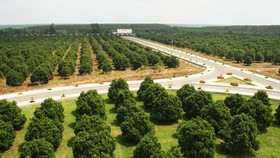 A 120 hectare jackfruit farm of Vinamit Company in Phu Giao district, Binh Duong province (Photo: SGGP)