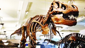 Ðấu giá hóa thạch khủng long