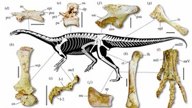 Hóa thạch khủng long cổ dài lâu đời nhất