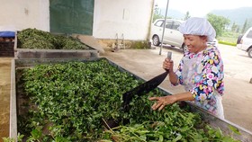 Chế biến dược liệu tươi thành sản phẩm thuốc y học cổ truyền ở Hà Giang