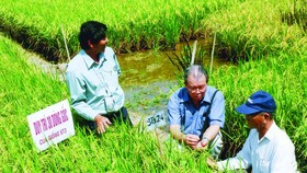 GS - TS Võ Tòng Xuân (giữa)  và kỹ sư Hồ Quang Cua (bìa trái)  nghiên cứu giống lúa thơm ST. Ảnh: Cao Phong