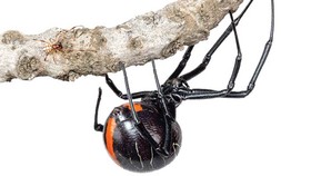 Phát hiện họ hàng mới của nhện “góa phụ đen”