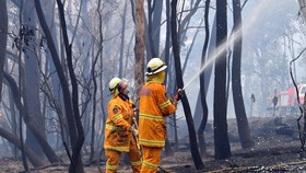 Lực lượng cứu hỏa nỗ lực dập lửa cháy rừng tại Dargan, Australia. Ảnh: AFP/TTXVN