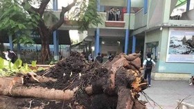 Công ty Công viên cây xanh TPHCM nói gì về sự cố cây phượng ngã đổ trong sân trường?