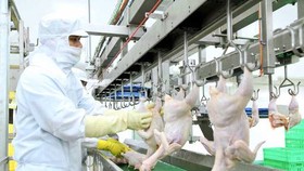 TPHCM: Đảm bảo nguồn cung thịt và trứng gia cầm