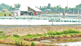 Người dân huyện biên giới Tân Hưng nuôi tôm thẻ  trong vùng nước ngọt