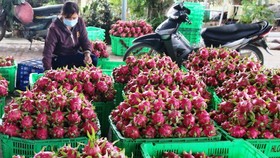 Tăng cường chế biến, giảm áp lực xuất khẩu rau củ quả tươi