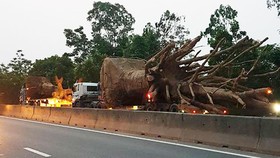 3  ô tô chở 3 cây gỗ khủng lưu thông trên Quốc lộ 1A đoạn qua địa bàn tỉnh Thừa Thiên - Huế