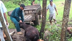 Sét đánh chết 5 con bò tại Thừa Thiên - Huế