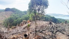 Gần 2ha rừng đầu nguồn thủy điện Hương Điền vừa bị chặt phá