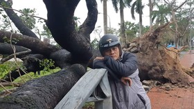 Cây xà cừ được đánh số 13 trước mặt bến xe du lịch Nguyễn Hoàng bị bão số 13 đánh bật gốc vào sáng 15-11  
