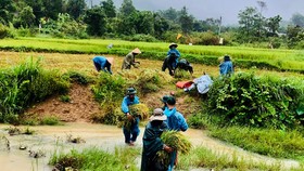 Bộ đội Biên phòng Thừa Thiên - Huế giúp đồng bào A Lưới thu hoạch lúa để hạn chế thấp nhất thiệt hại khi bão số 5 đổ bộ. ​