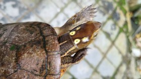 Phát hiện Rùa 4 mắt quý hiếm bò vào vườn nhà dân tại TP Huế ​