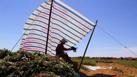 Thời điểm này, nhiều vùng nông thôn ở tỉnh Hà Tĩnh đang vào vụ thu hoạch đậu phộng. Thời tiết nắng nóng gay gắt kéo dài càng khiến người nông dân gặp nhiều khó khăn, vất vả hơn