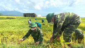 Lực lượng vũ trang giúp dân thu hoạch lúa mùa tránh bão