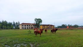 Nhiều năm nay, khuôn viên Trường THCS Thịnh Lộc đã trở thành nơi chăn thả bò
