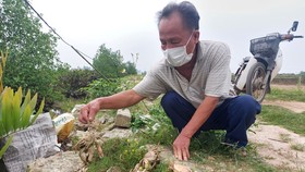 Ông Thạch Hữu Trung (70 tuổi, ở xã Đan Trường) bên một số xác cua đang phân hủy