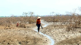 Cây rừng ngập mặn ven biển ở xã Kỳ Hà (thị xã Kỳ Anh, Hà Tĩnh) chết chưa rõ nguyên nhân