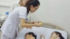 Hai học sinh ở Hà Tĩnh phải nhập viện do ăn phải hạt ngô đồng có chứa các hợp chất gây độc