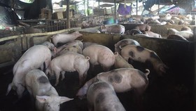 Bà Rịa - Vũng Tàu: Ô nhiễm từ chăn nuôi heo làm nóng nghị trường